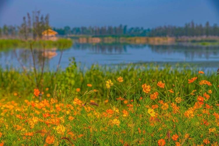 扬州北湖湿地公园:云天沧沧 秋水泱泱