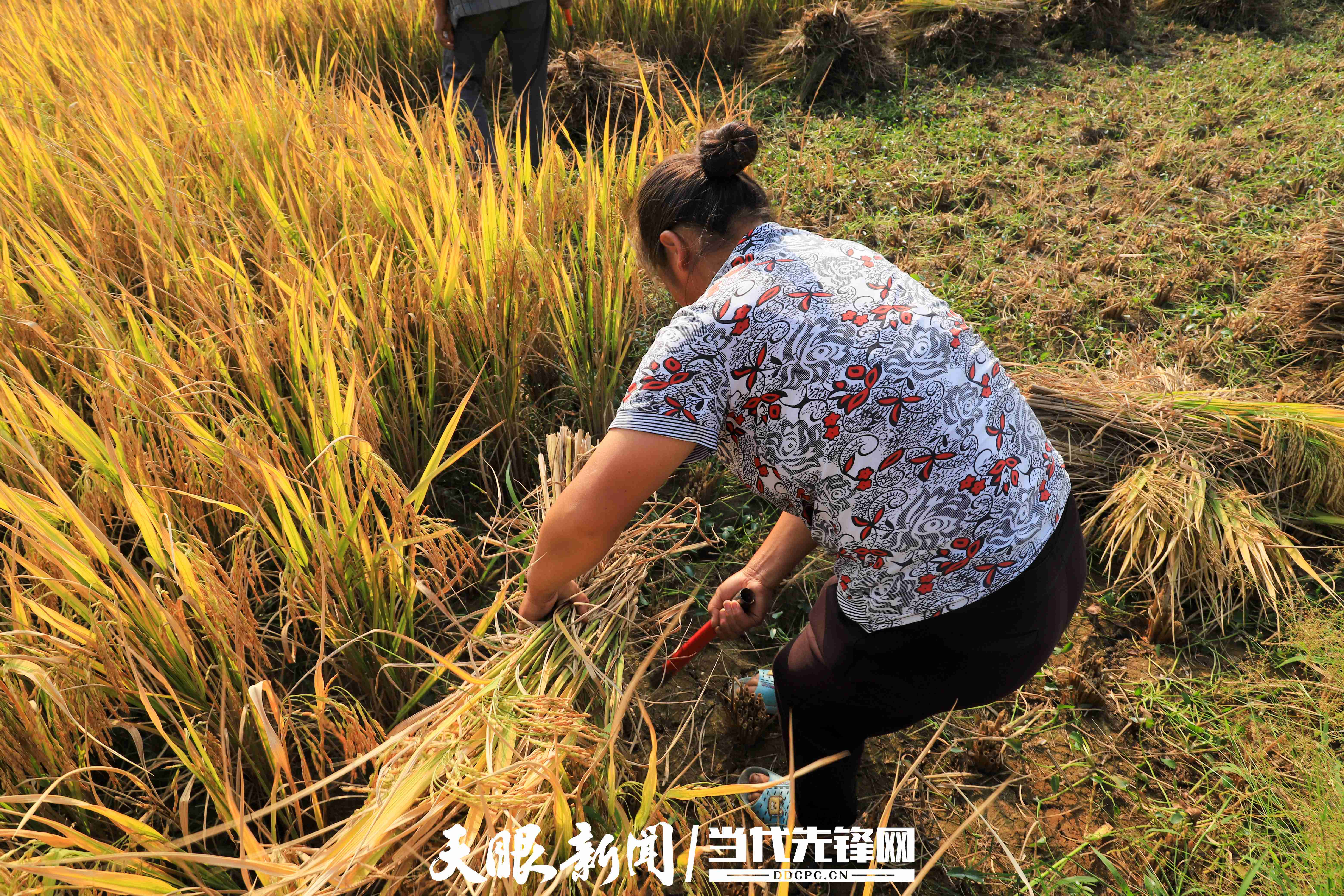 黔西市锦星镇洪湖村,村民在收割稻谷