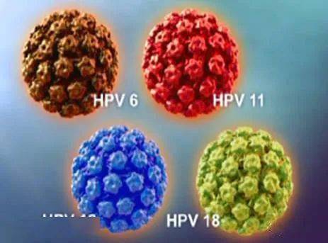 关于hpv,这件事更重要!_病毒