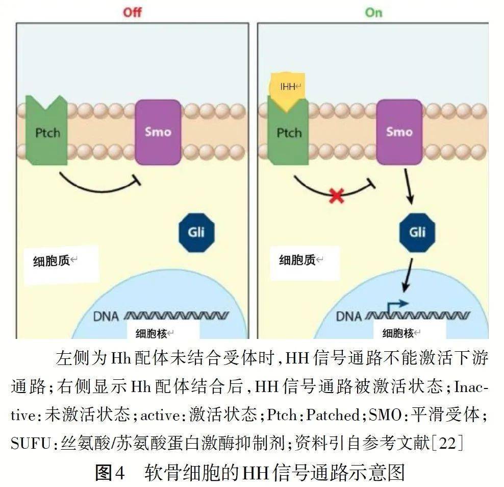 100年专题笔谈│影响生长板上软骨细胞活动的信号通路及生长板生物钟