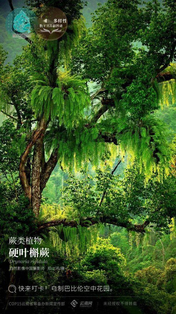 【云南生物多样性数字化百科图谱】蕨类植物·硬叶槲蕨:快来打卡!