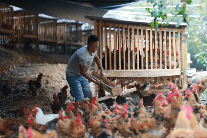 贵州黔西:庭院特色养鸡 农户增收致富