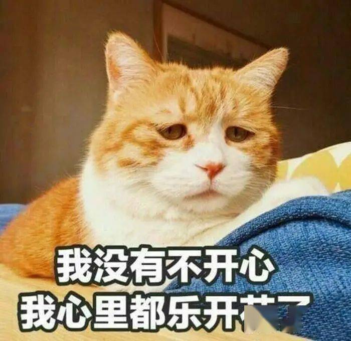 我只是一只小猫咪 却跟两脚兽一起  挑着生活的重担 看看这些表情包