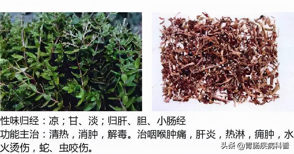 全网最全的中草药图谱图片性味归经主治功效还不收藏