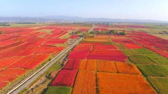 还有"中国美丽田园"新城子七彩花谷,万亩油菜花海,中国富硒藜麦之乡