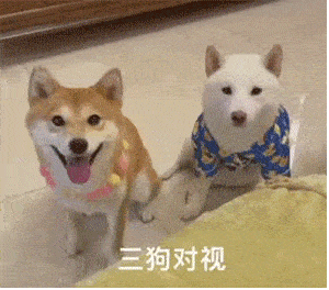 两狗对视