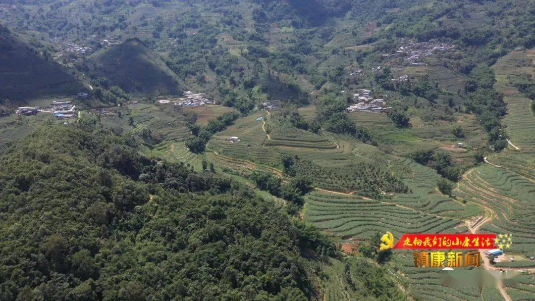 镇康县马鞍山村茶园变游园