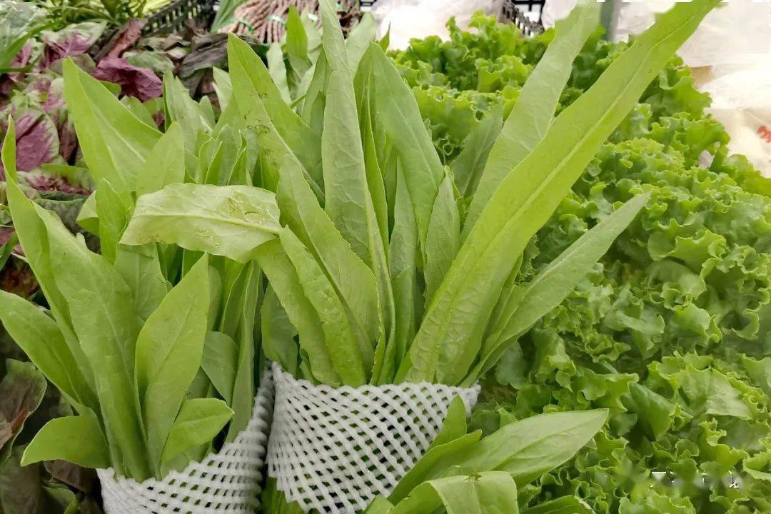 菊科的栽培蔬菜