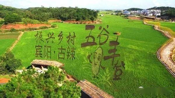 太美了宾阳古辣稻田艺术又双叒叕有新花样看看去