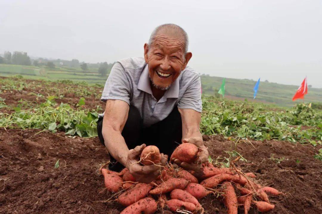 在柏树乡通过"汝阳县红薯小镇淘宝村电商孵化基地" 一些红薯等特色的