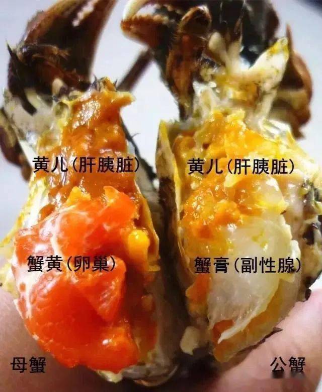 螃蟹的正确吃法,4个部位2种蟹不要吃