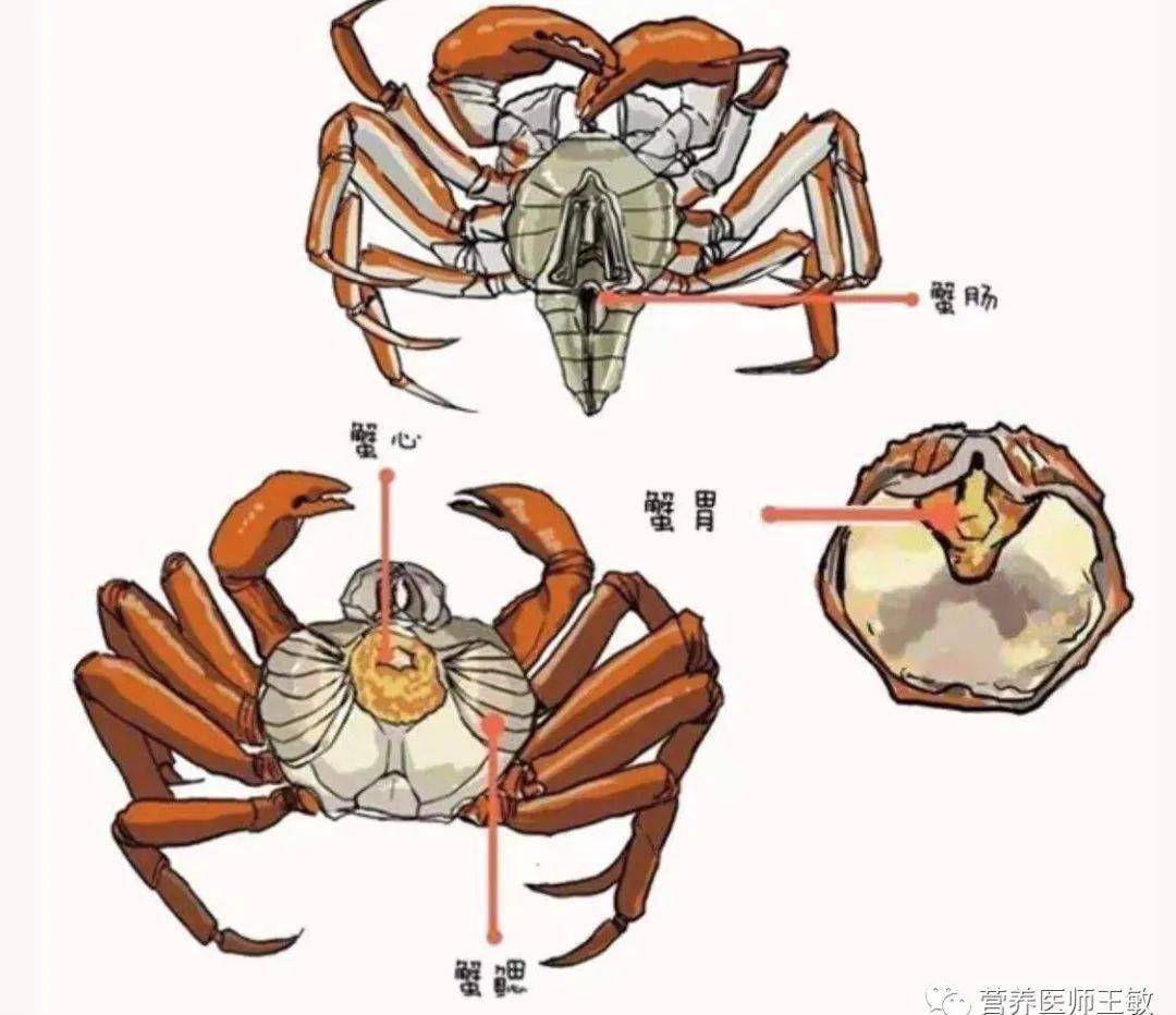 螃蟹的正确吃法,4个部位2种蟹不要吃