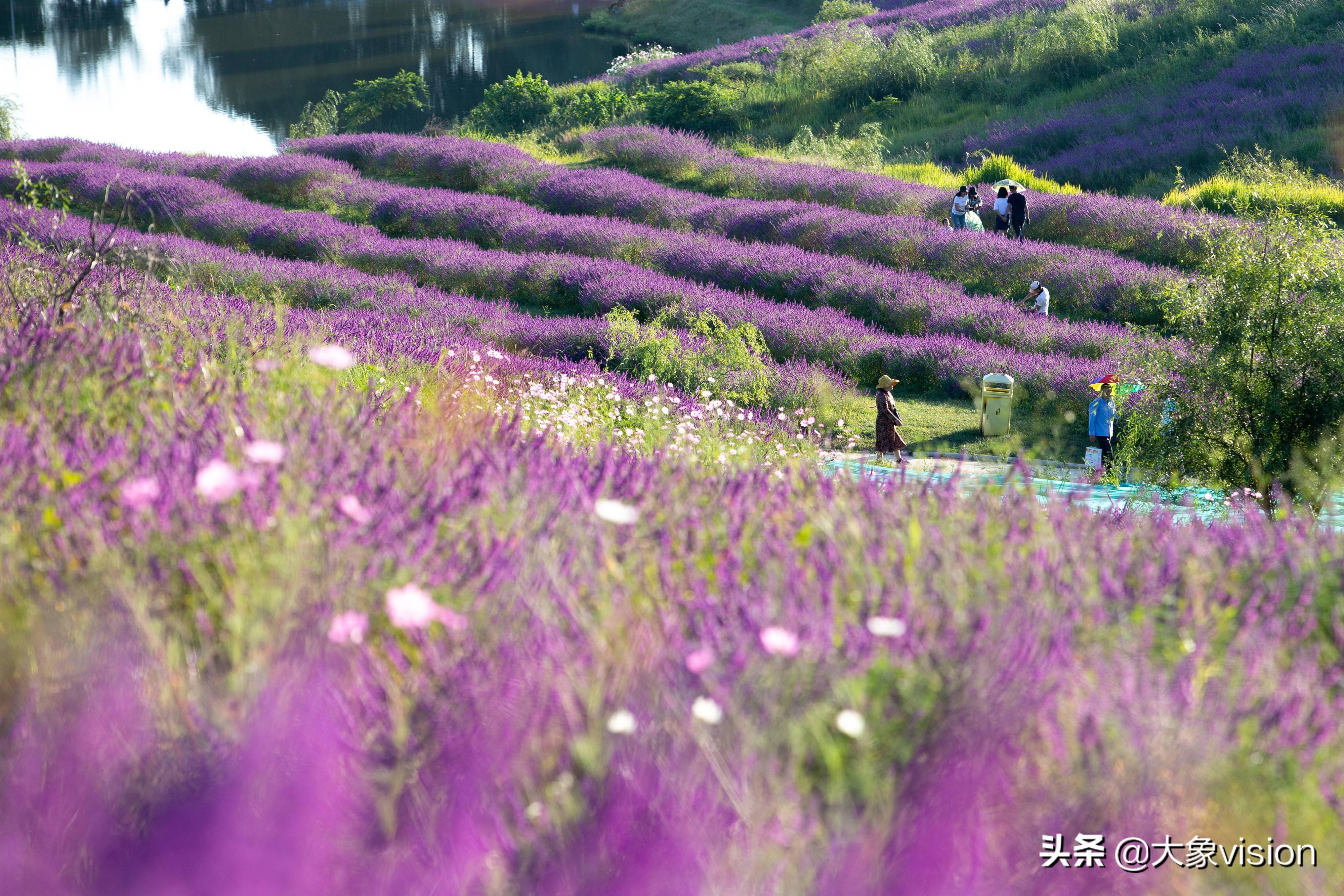 紫色海洋云南昆明阳宗海北岸云端花海家,紫色的墨西哥鼠尾草争相绽放