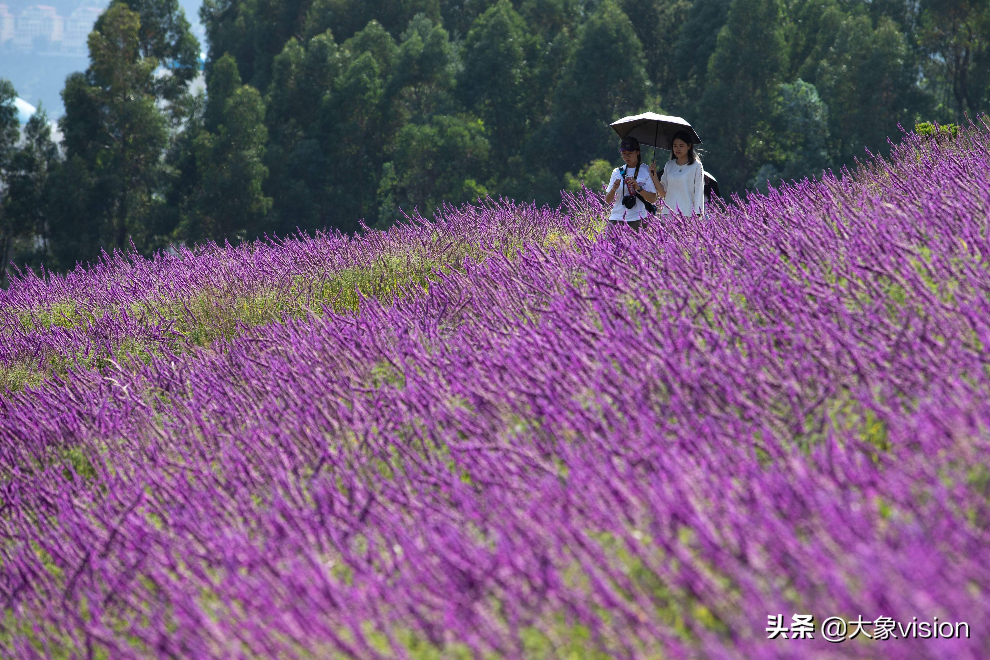 阳宗海千亩鼠尾草争相绽放恰似紫色海洋在荡漾