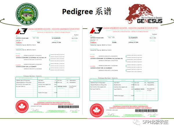 pedigree examples of breeding animals 种猪系谱示例