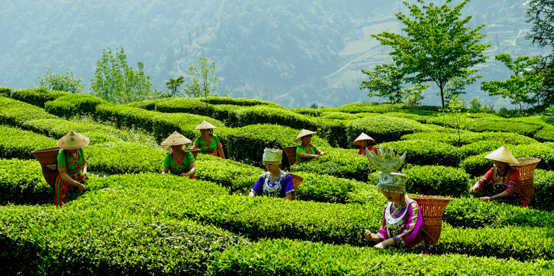 第五届全国茶业职业技能竞赛——茶叶加工(绿茶)竞赛总决赛在湖北五峰