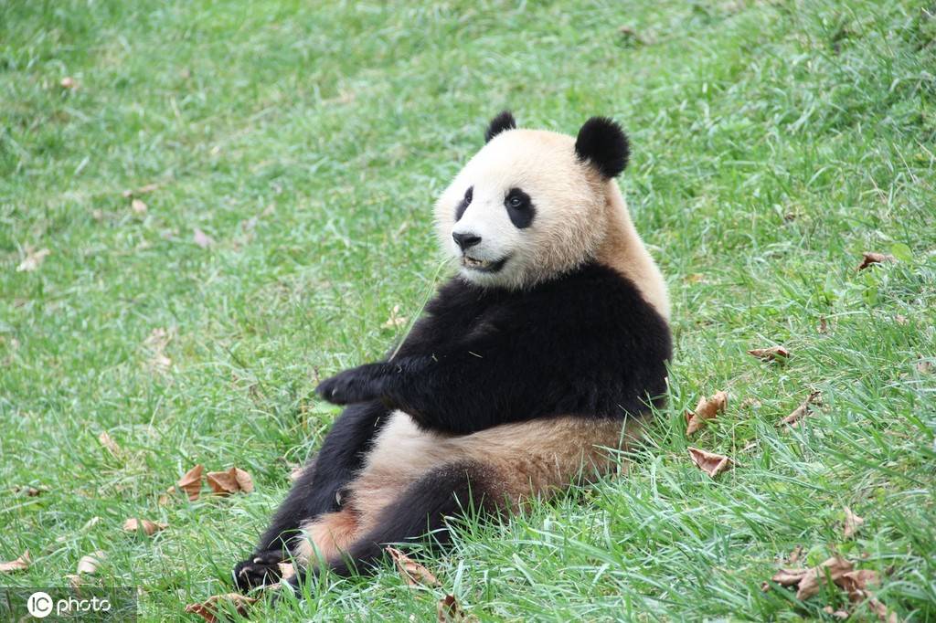 大熊猫|萌！走进四川卧龙神树坪大熊猫基地熊猫幼儿园