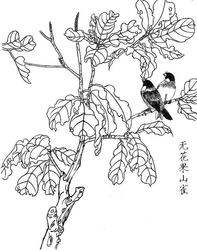 无花果山雀紫罗兰山雀芙蓉黄雀秋海棠麻雀碧桃山雀玉兰画眉秋菊白头