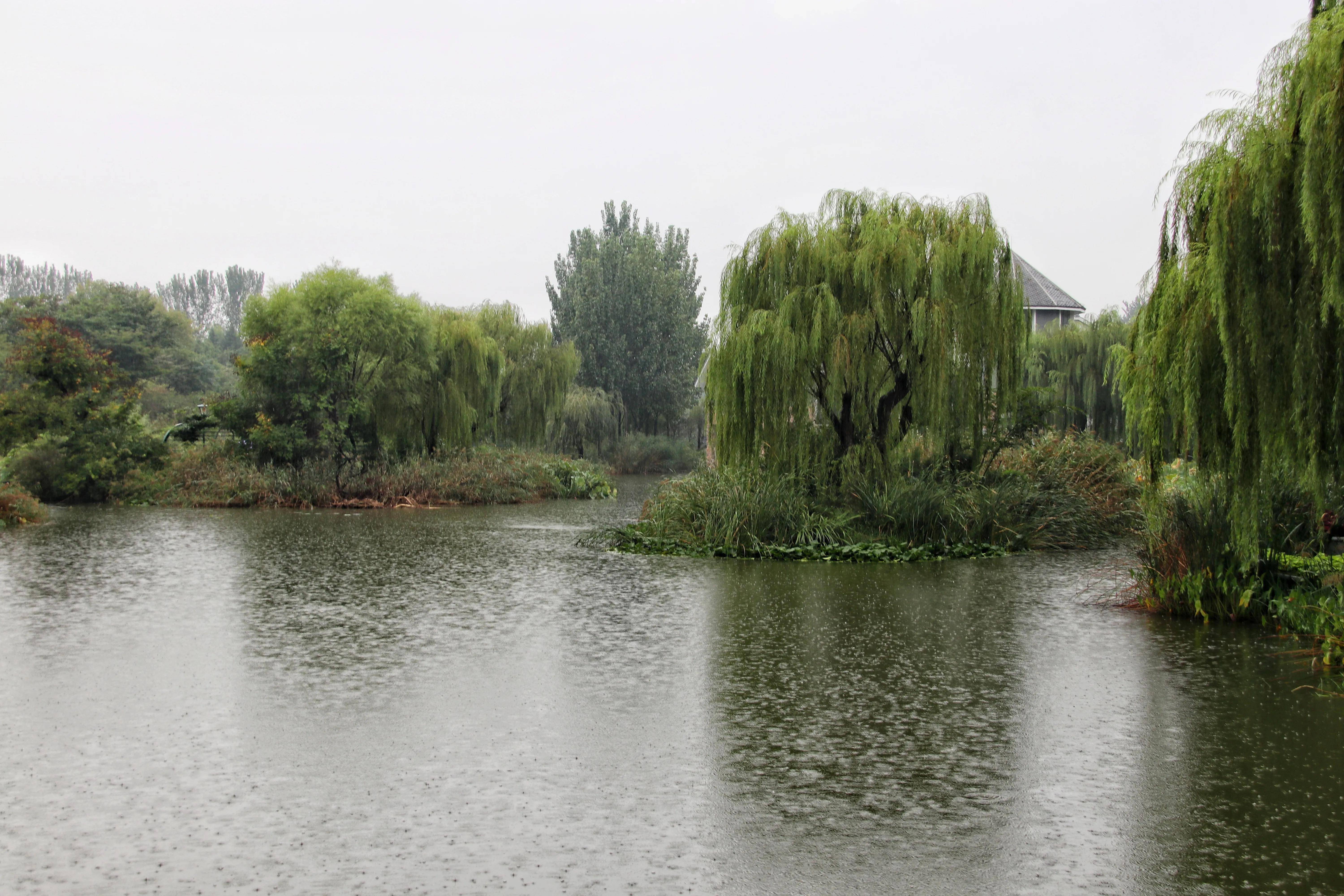 秋雨绵绵,潍坊植物园雨中即景