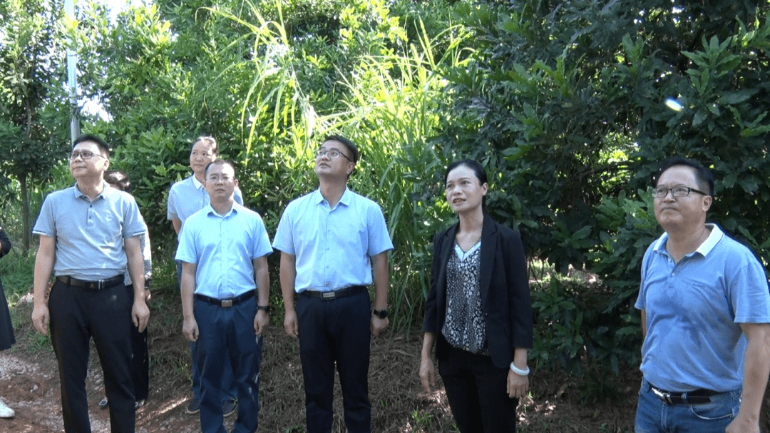 韦朝晖率调研组到江州区开展调研