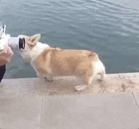 提醒每一位铲屎官,带狗出门一定要牵好绳子哟! 