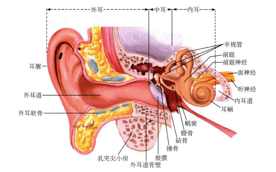 耳的解剖学示意图(图引自《耳鼻咽喉头颈外科学(第3版)》)