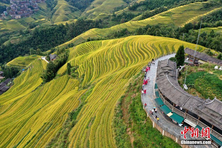 航拍广西龙脊梯田金秋美景 漫山若披"黄金甲"