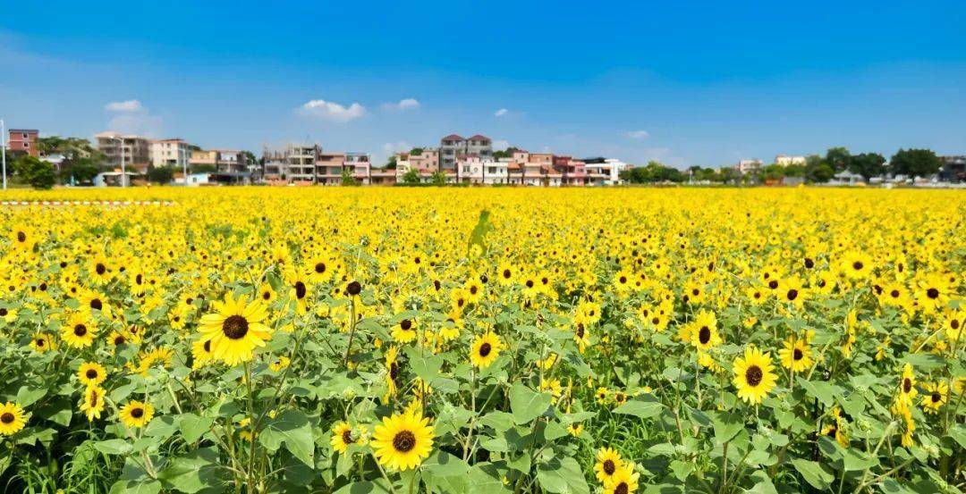 美图 视频丨花开云东海,国庆就等你来!_福田村