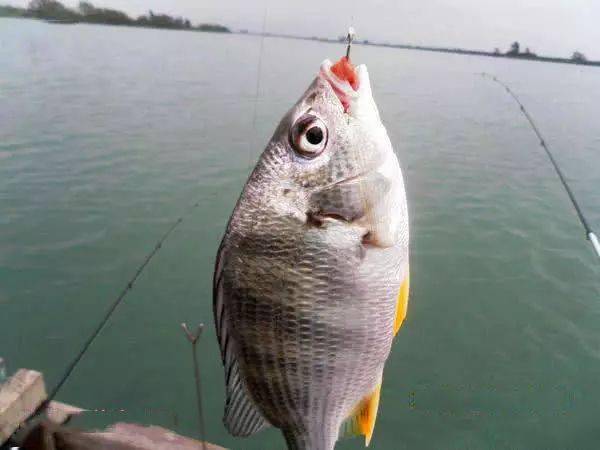 我国黄海中有种鱼名叫"黄鲷鱼"肉质鲜美,特别好钓