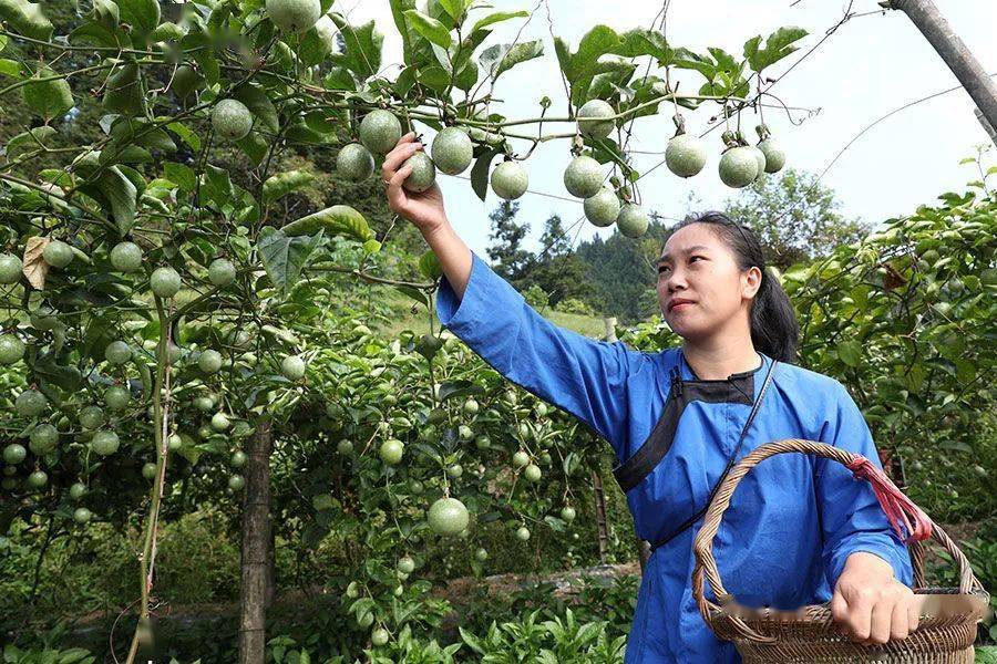 自治州榕江县平江镇巴鲁村百香果种植基地侗族群众在采摘百香果当下