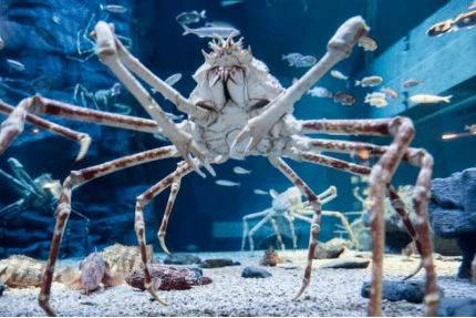 sartore, national geographic photo ark在太平洋水族馆的日本蜘蛛蟹