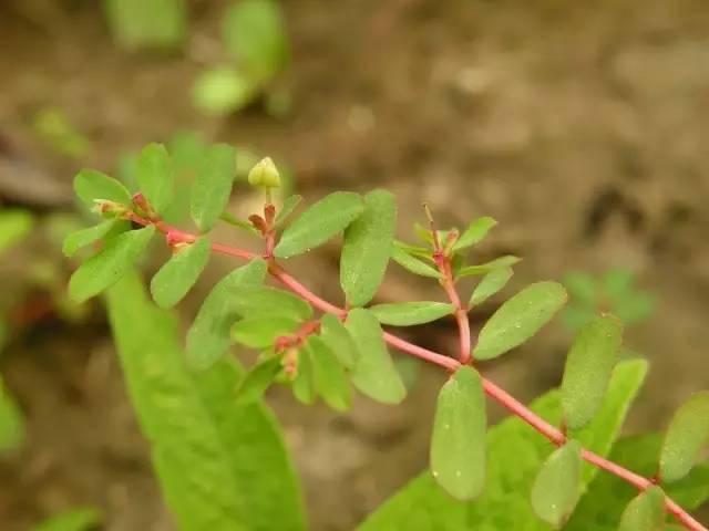 植物世界里不止有花香,还有"毒草毒树"图鉴