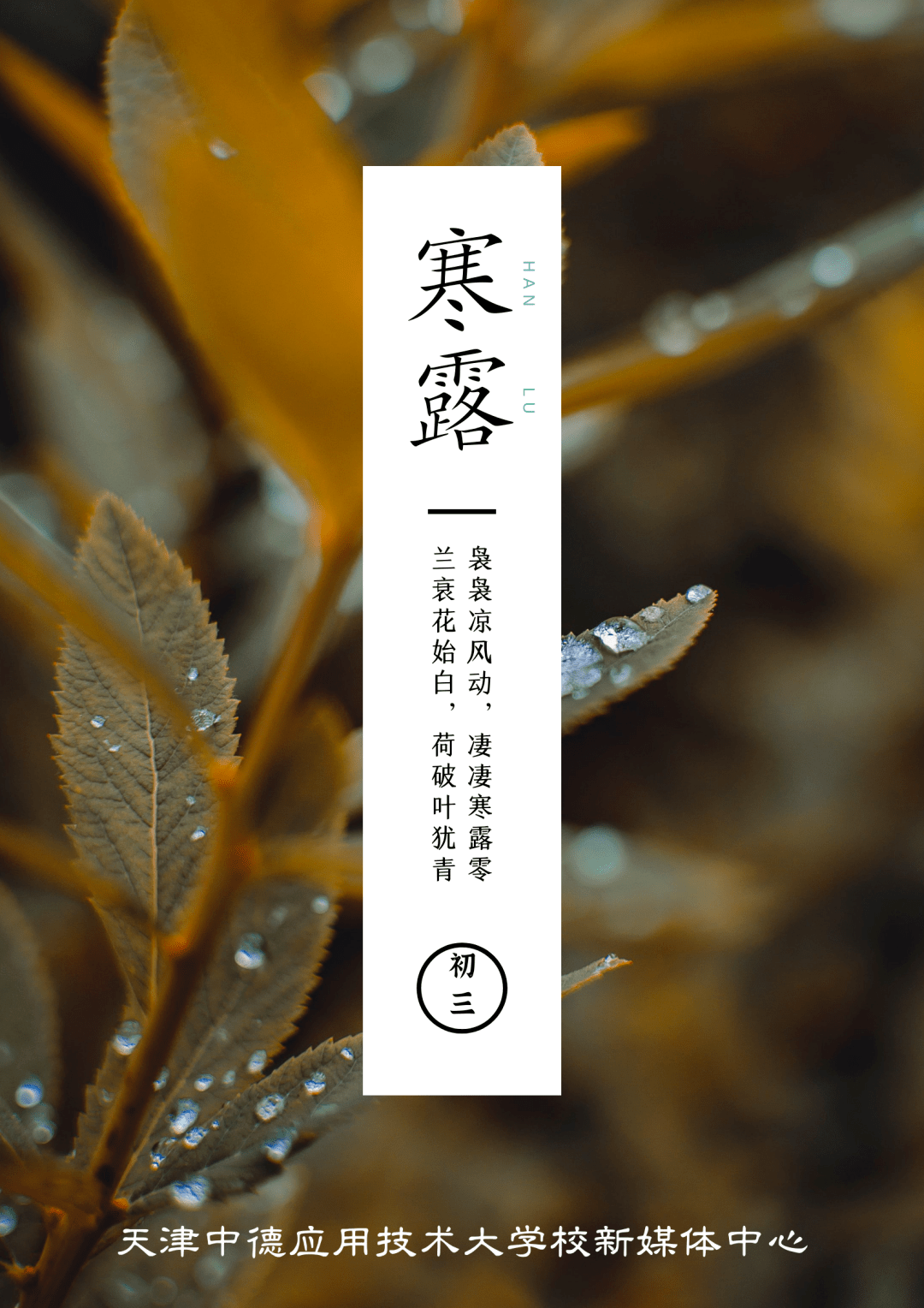 今日寒露 | 秋意重,寒色浓