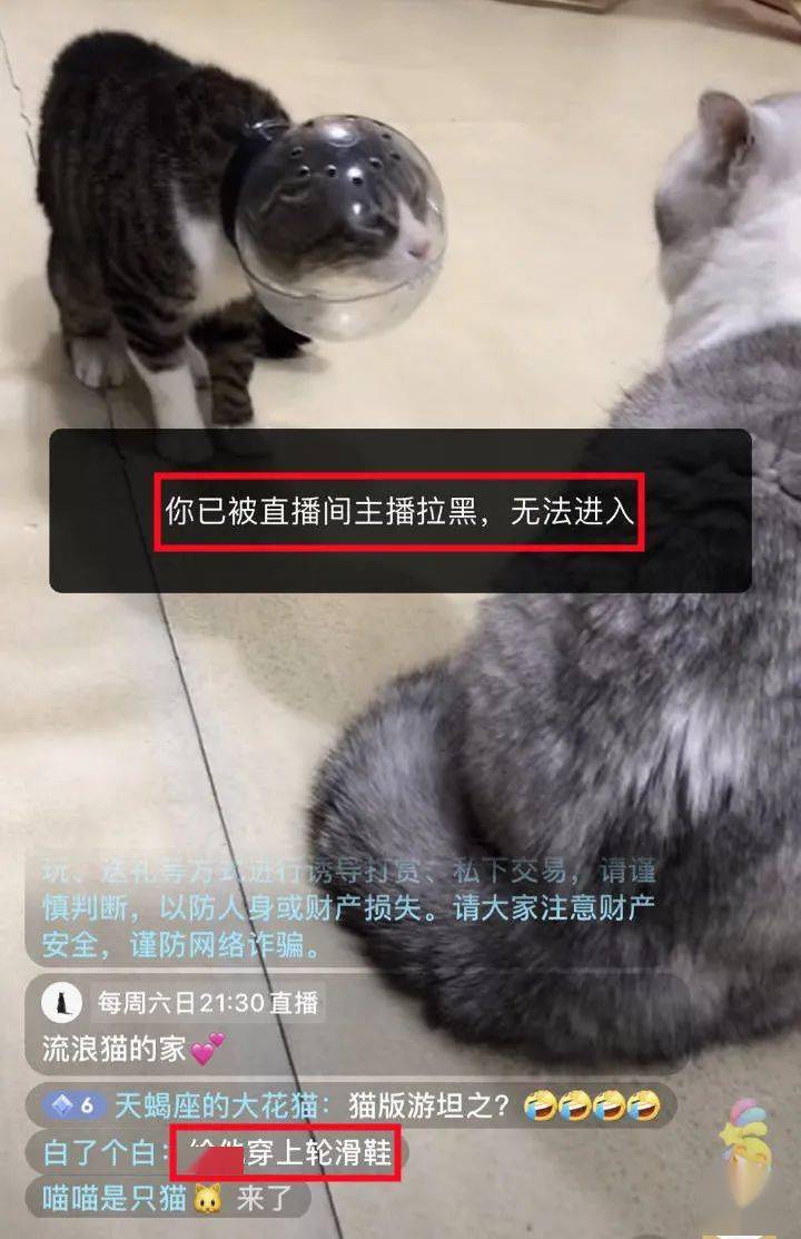 好心网友提出质疑还被脑残粉围攻:猫而已,九条命,玩不死,网络菩萨