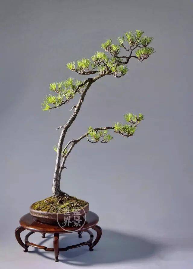 《疏影》是由数年前培育的一件梅花盆景改作而成的文人树.