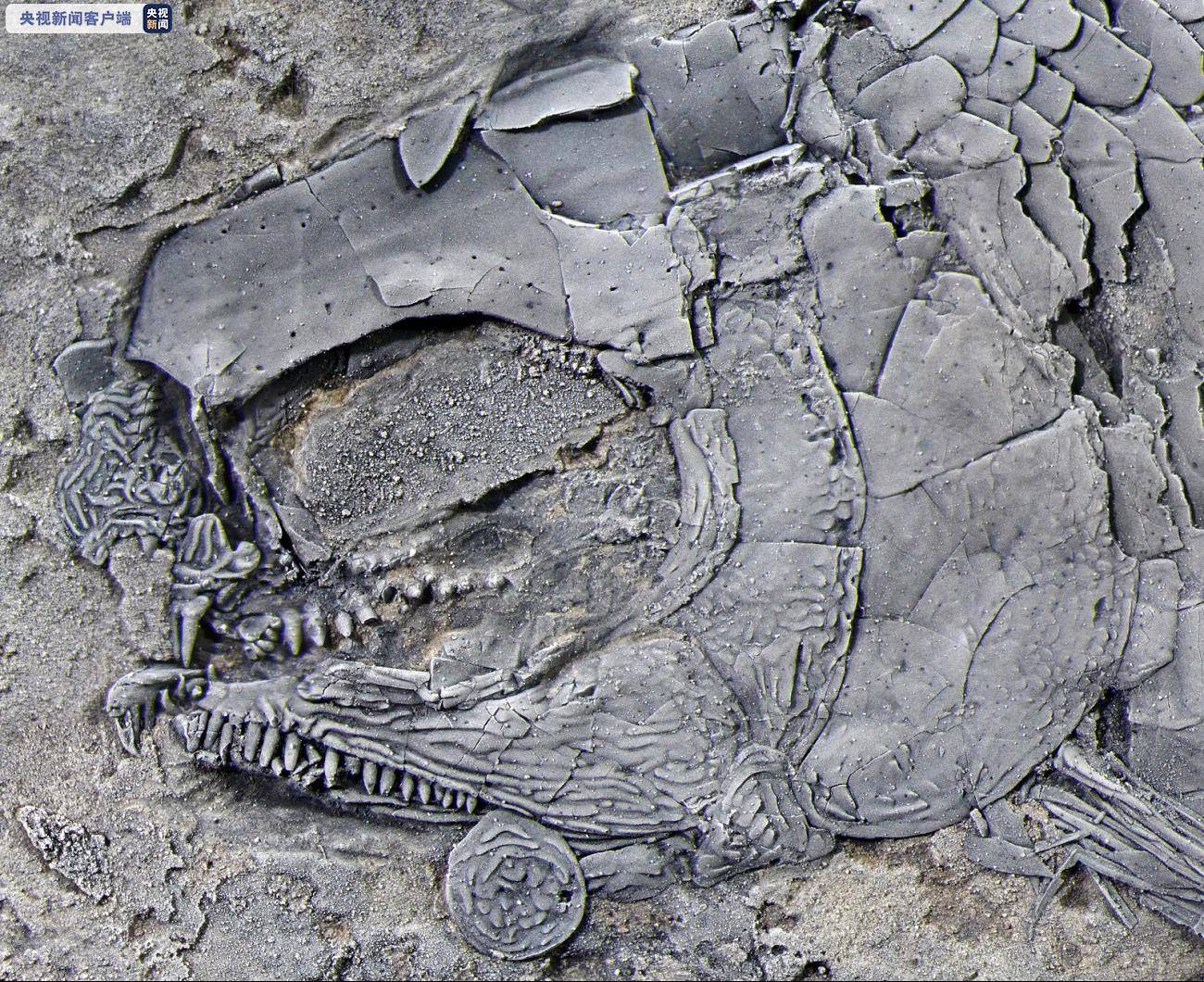团队|来看看距今约2.44亿年的鱼长啥样！云南发现世界最古老肋鳞裂齿鱼类