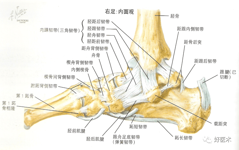 踝关节详细解剖图解