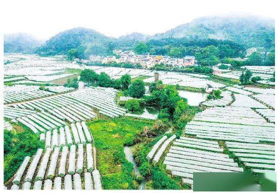 全州县才湾镇毛竹山村大力发展葡萄种植产业.