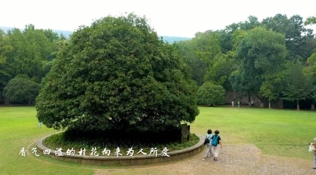 万株桂花香南京灵谷寺火了