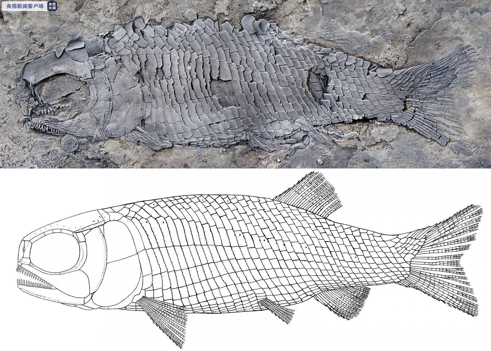 团队|来看看距今约2.44亿年的鱼长啥样！云南发现世界最古老肋鳞裂齿鱼类