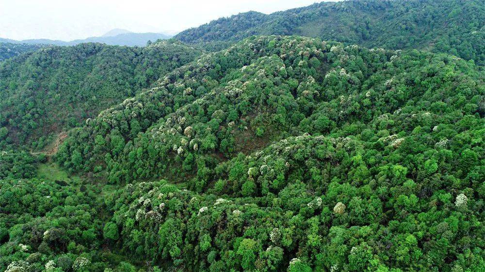 【cop15】云龙县漕涧林场生物多样性大赏