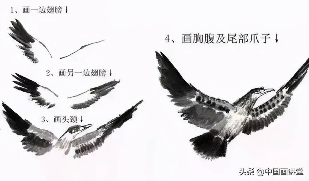 (二),飞鹰画法5,画头,颈,嘴,眼,胸,腹巴腿爪.