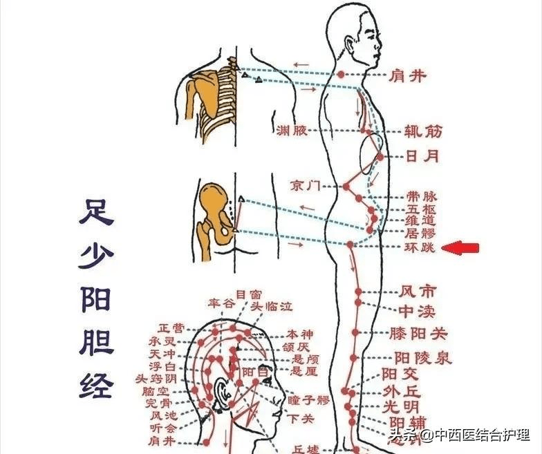 故又称髋骨,环谷,髀厌,髀枢,枢中,枢合中.