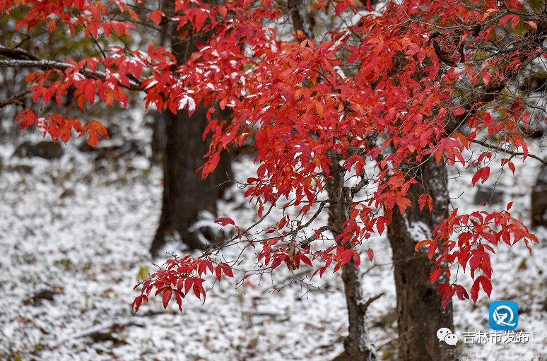 2021年的第一场雪比往年来得早,10月16日,随着气温的下降,今年的初雪