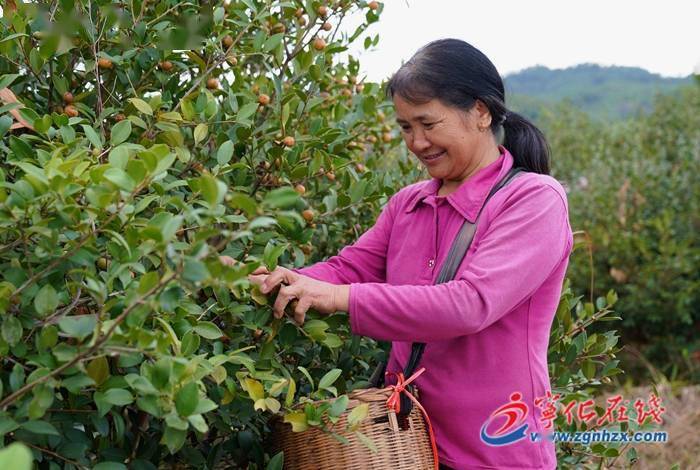 金秋茶果挂枝头 油茶山林喜丰收_种植