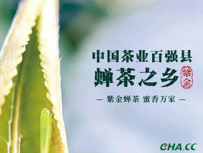 蝉茶之乡再获殊荣!五个"最",成就紫金蝉茶粤字号"优秀品牌"