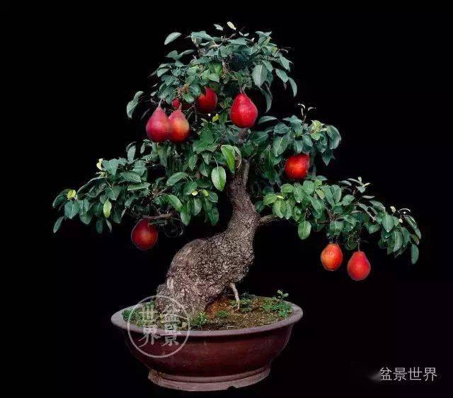 杨自强作品( 红啤梨)  梨树盆景除了秋天观果,春天时还是优良的观花