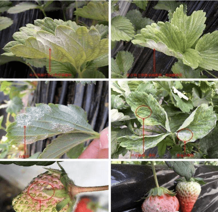 十月下旬至十一月中旬,草莓这几大病害要注意!