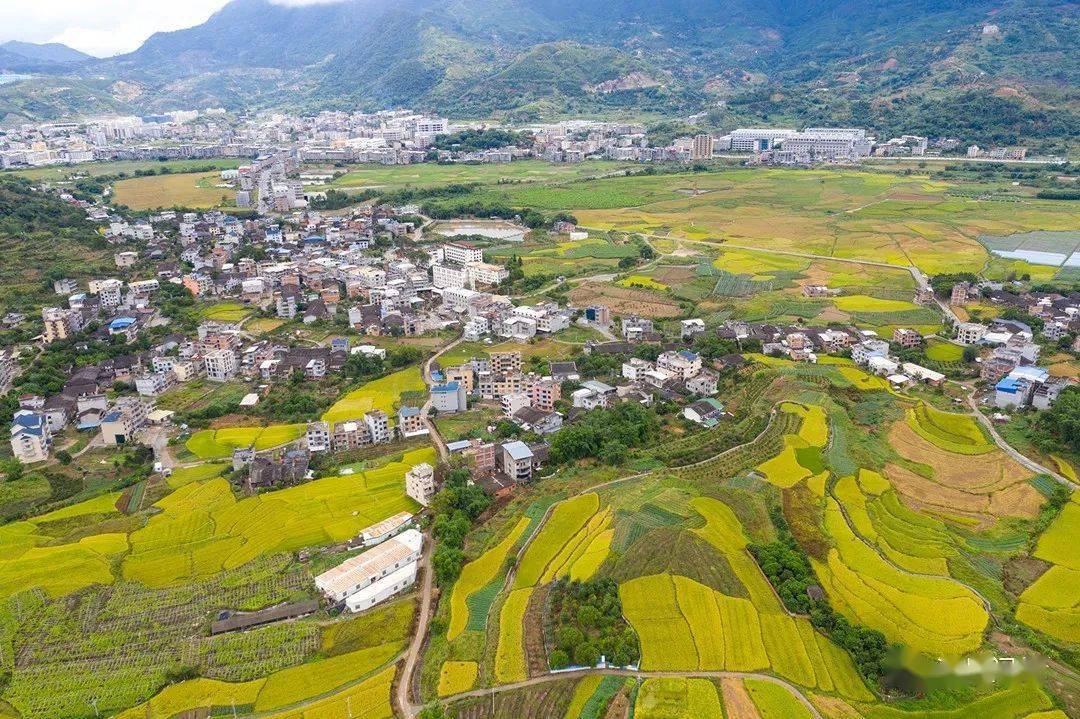 闽侯县鸿尾乡鸿尾村的百亩稻田