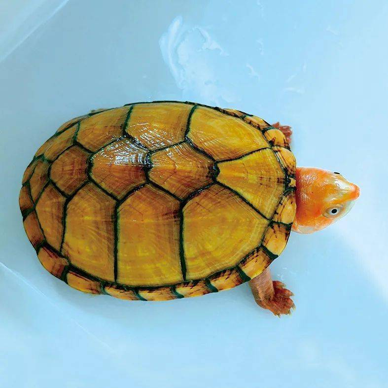 【观赏渔业】观赏渔业品种:红面蛋龟